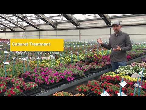 Tech Talk - Cabaret Calibrachoa Baskets thumbnail