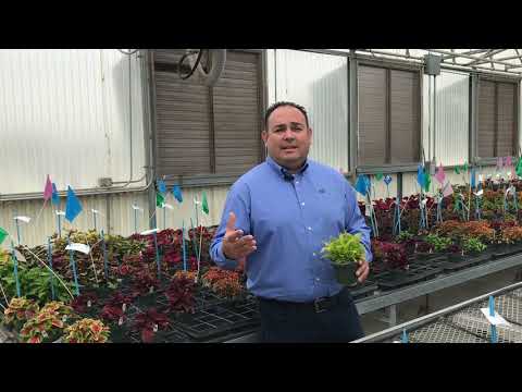 Tech Talk en espanol - FlameThrower Coleus thumbnail