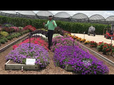 Trial Peeks - Firehouse Verbena thumbnail
