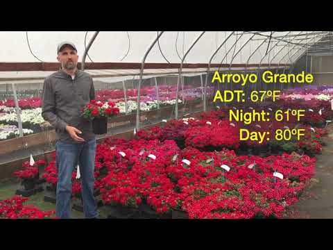 Tech Talk - Firehouse Verbena thumbnail