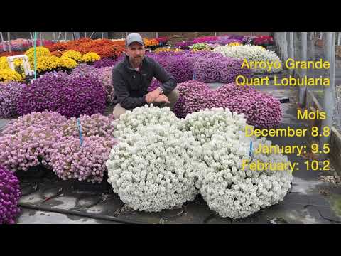 Tech Talk - Easy Breezy Lobularia thumbnail