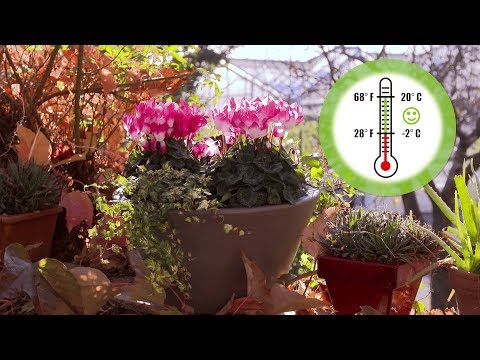 Indiaka Cyclamen Care Tips for Busy Gardeners thumbnail
