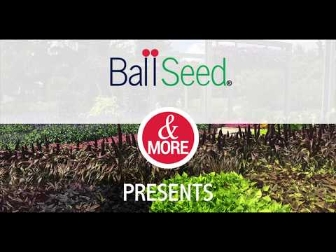 Celebrating The Gardens at Ball thumbnail