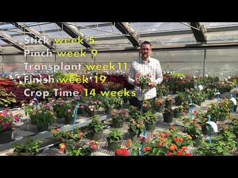 Lucky Lantana Regional PGR Recommendations thumbnail