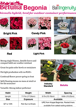  Begonia Betulia Info Guide