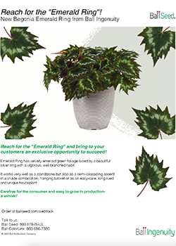 Begonia Emerald Ring Info Guide