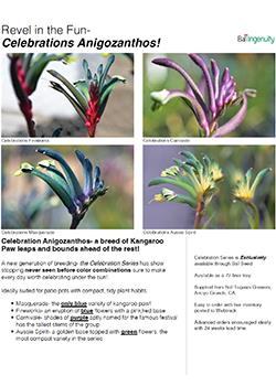 Anigozanthos Celebrations Info Guide
