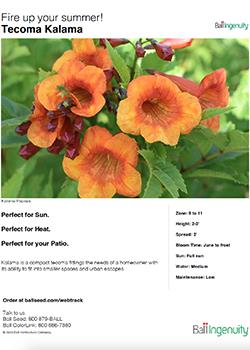 Tecoma Kalama Info Guide