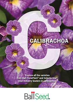 2023<br>Calibrachoa: Explore it all