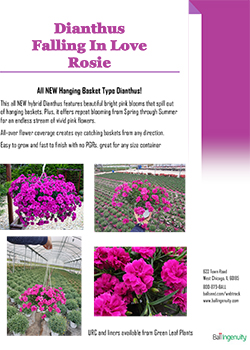 Dianthus Falling In Love Info Guide