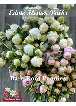 2023 Peony<br>Ednie Flower Bulbs