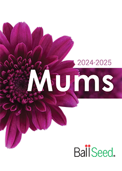 2024-2025 Garden Mums