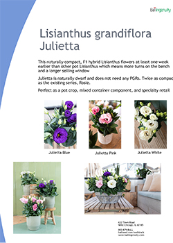 Lisianthus Julietta Info Guide