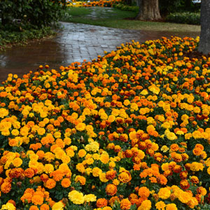 Marigold Hot Pak