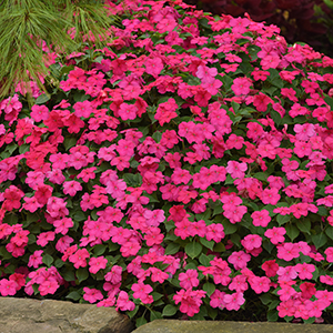 Beacon® Rose Impatiens