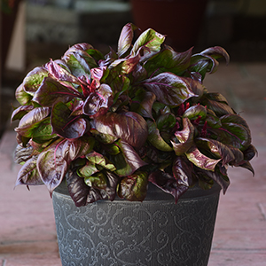 Sol™ Collection Foliage Celosia