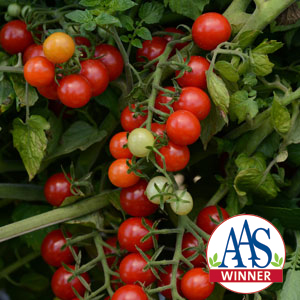 Tomato Candyland Red