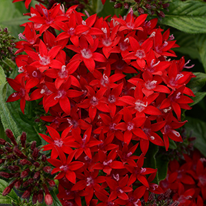 Pentas Lucky Star
