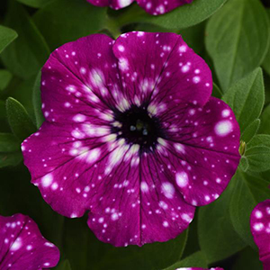 Sky Petunias