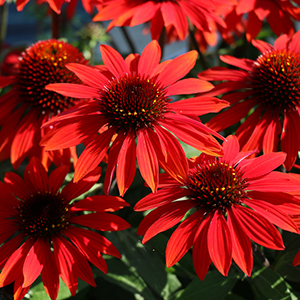 Echinacea Sombrero® Sangrita