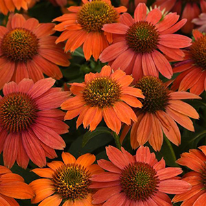 Artisan Collection™ F1 Echinacea