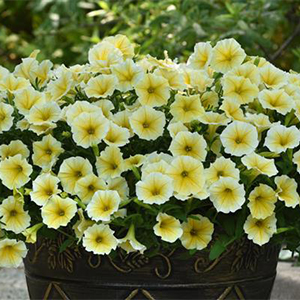 Bee's Knees Petunia