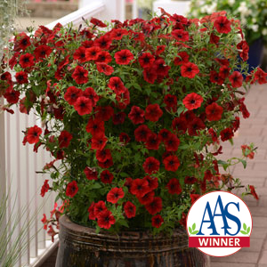 Petunia Tidal Wave® Red Velour