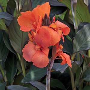 Canna Cannova Bronze Orange