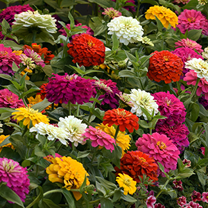 Zesty™ Zinnia