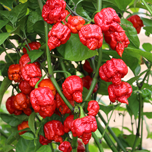 Pepper Armageddon