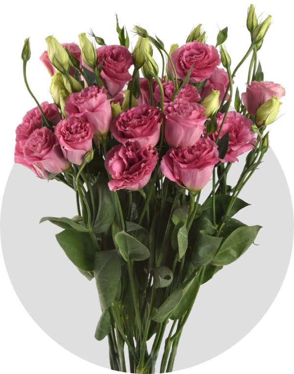 Lisianthus